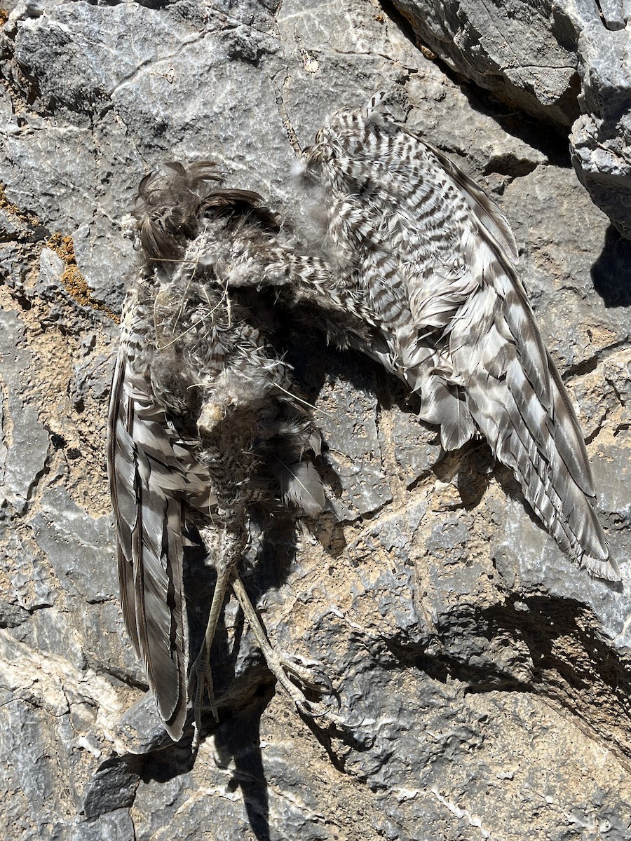 Eurasian Sparrowhawk - ML637772895