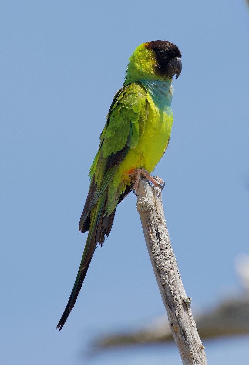 Nanday Parakeet - ML637772935