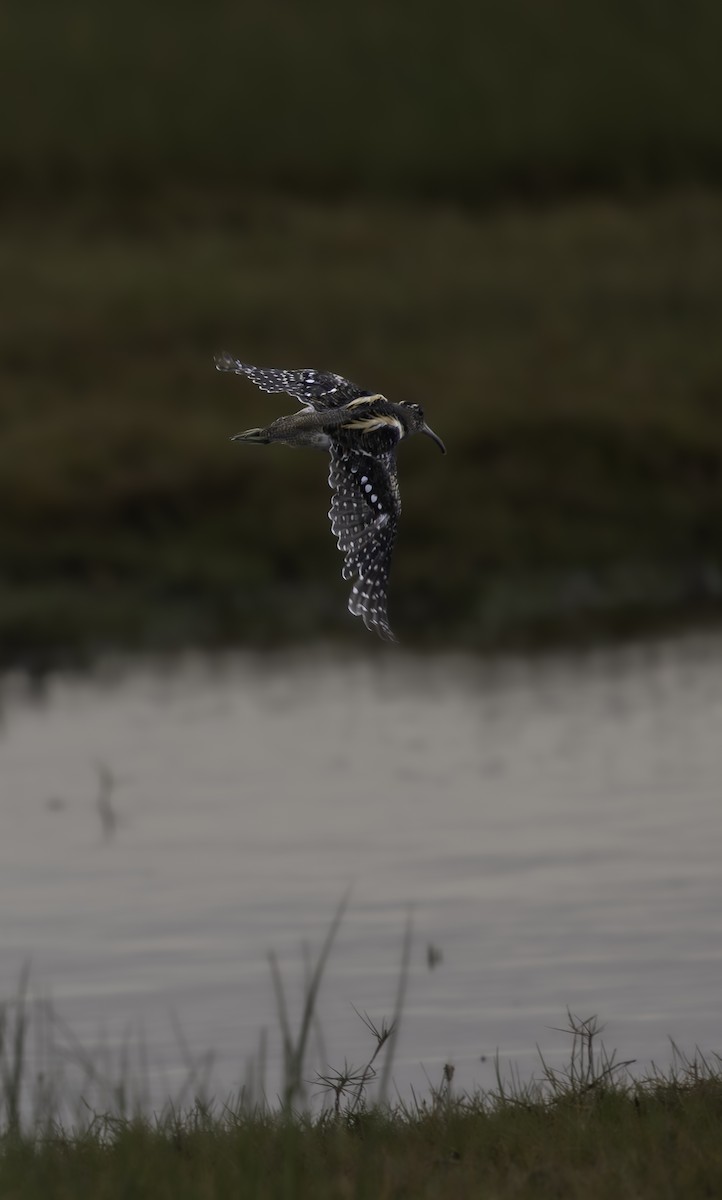 South American Painted-Snipe - ML637772995