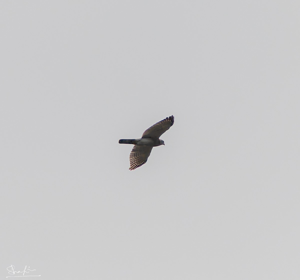 Үүрсээ харцага - ML637773045
