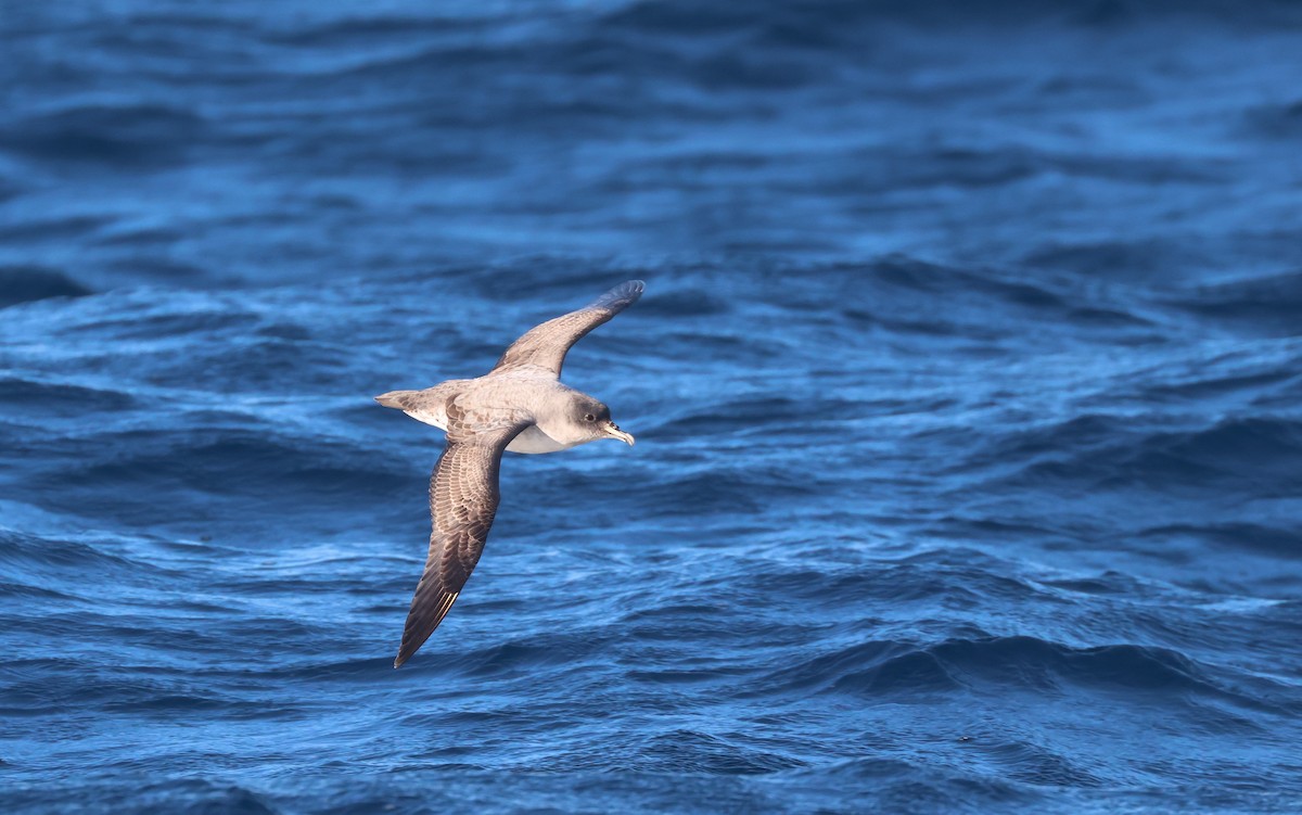 Gray Petrel - ML637773072