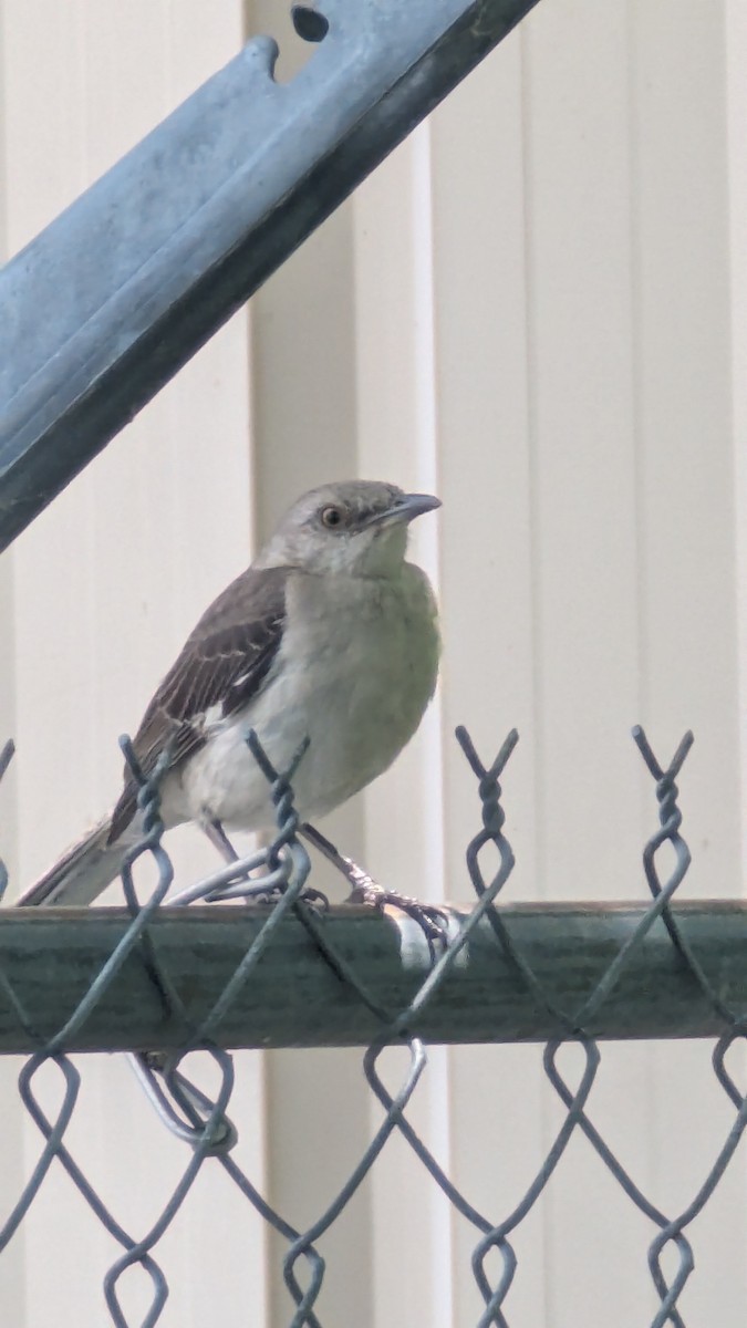 Northern Mockingbird - ML637773079