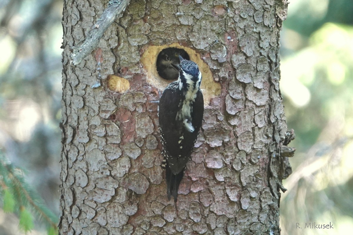 Eurasian Three-toed Woodpecker - ML637773094