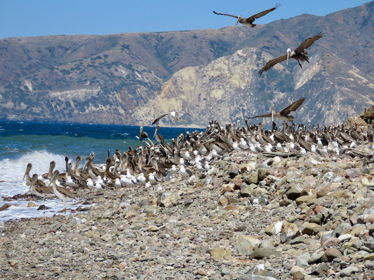 Brown Pelican - ML637773134