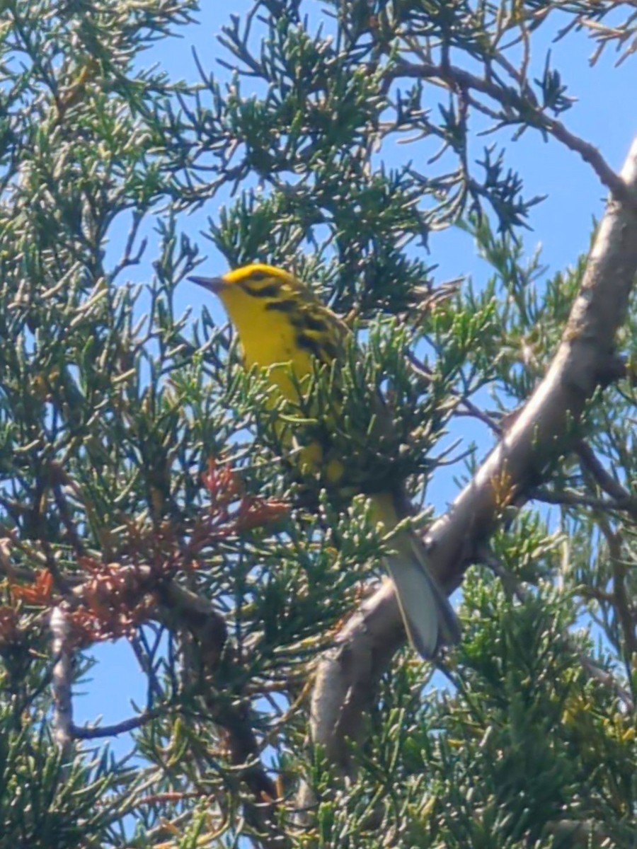 Prairie Warbler - ML637773183