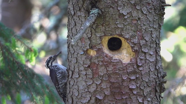 Eurasian Three-toed Woodpecker - ML637773193