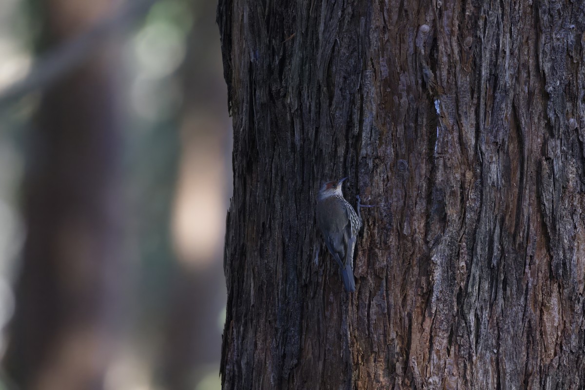 Red-browed Treecreeper - ML637773198