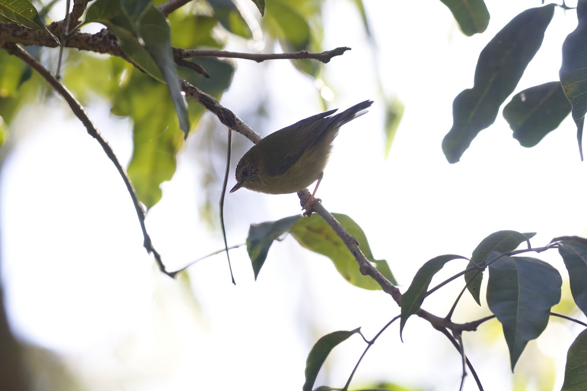 Striated Thornbill - ML637773218