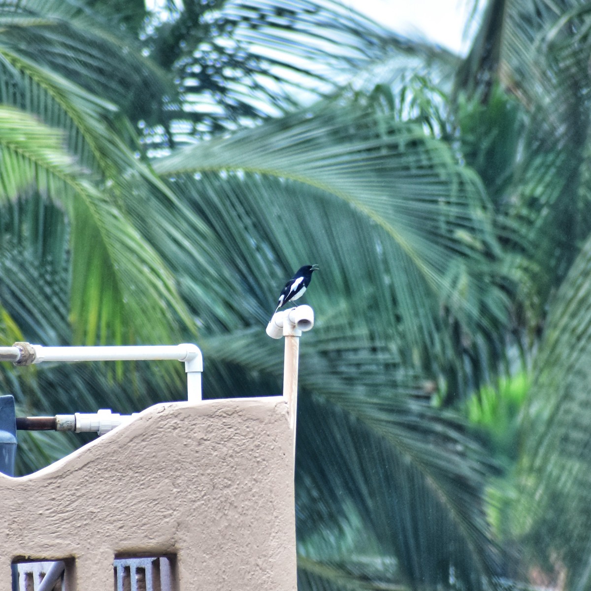 Oriental Magpie-Robin - ML637773246