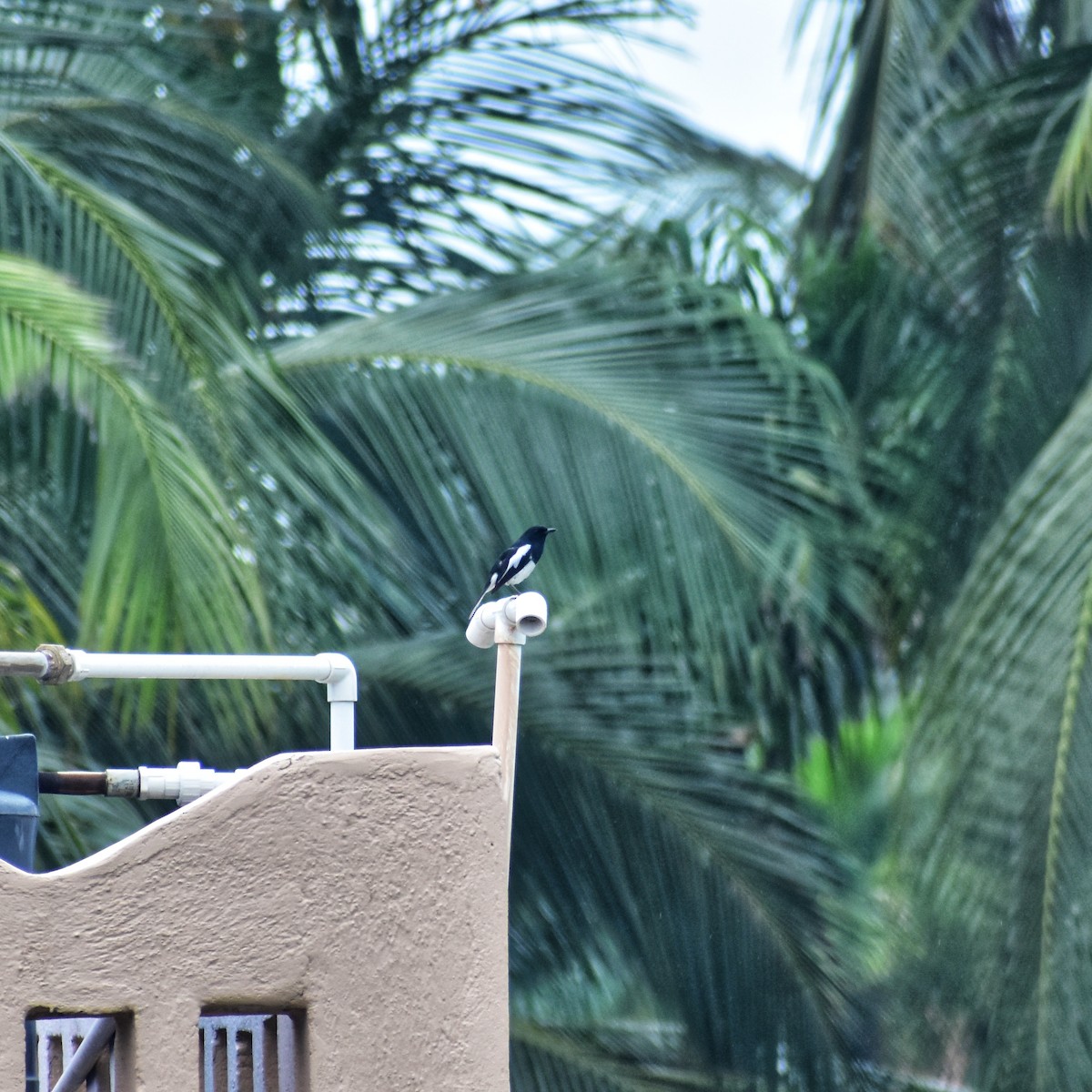 Oriental Magpie-Robin - ML637773247