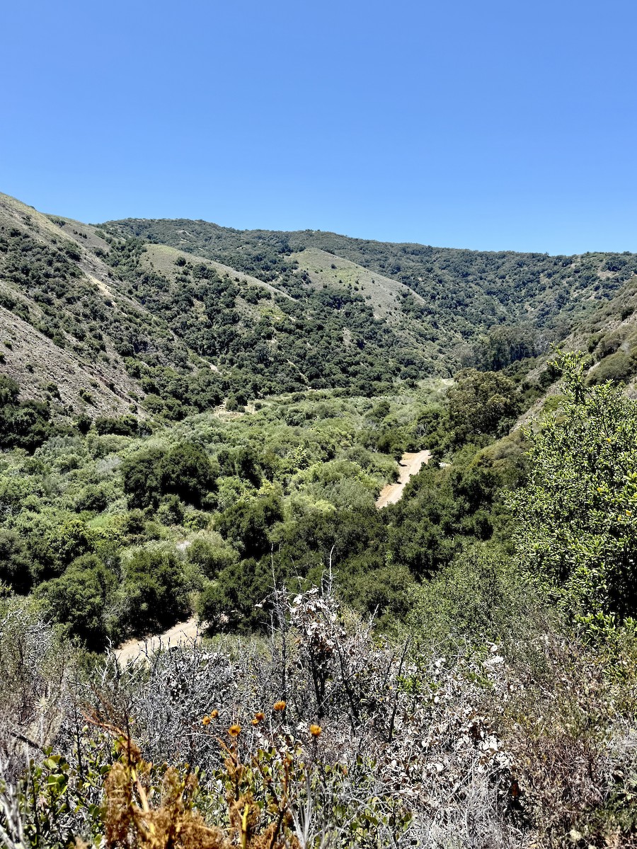 null - ML637773272
