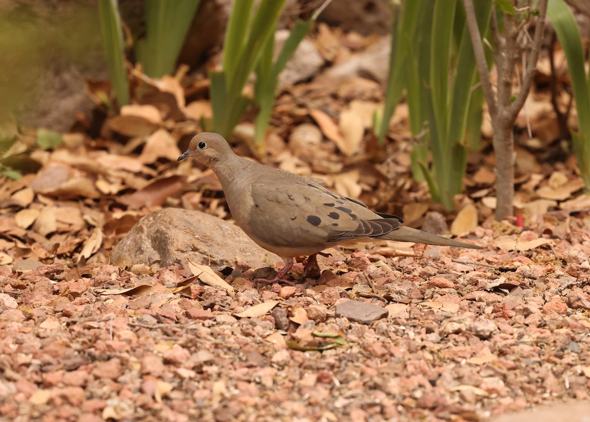 Mourning Dove - ML637773277