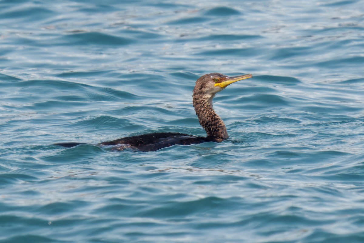 European Shag - ML637773298