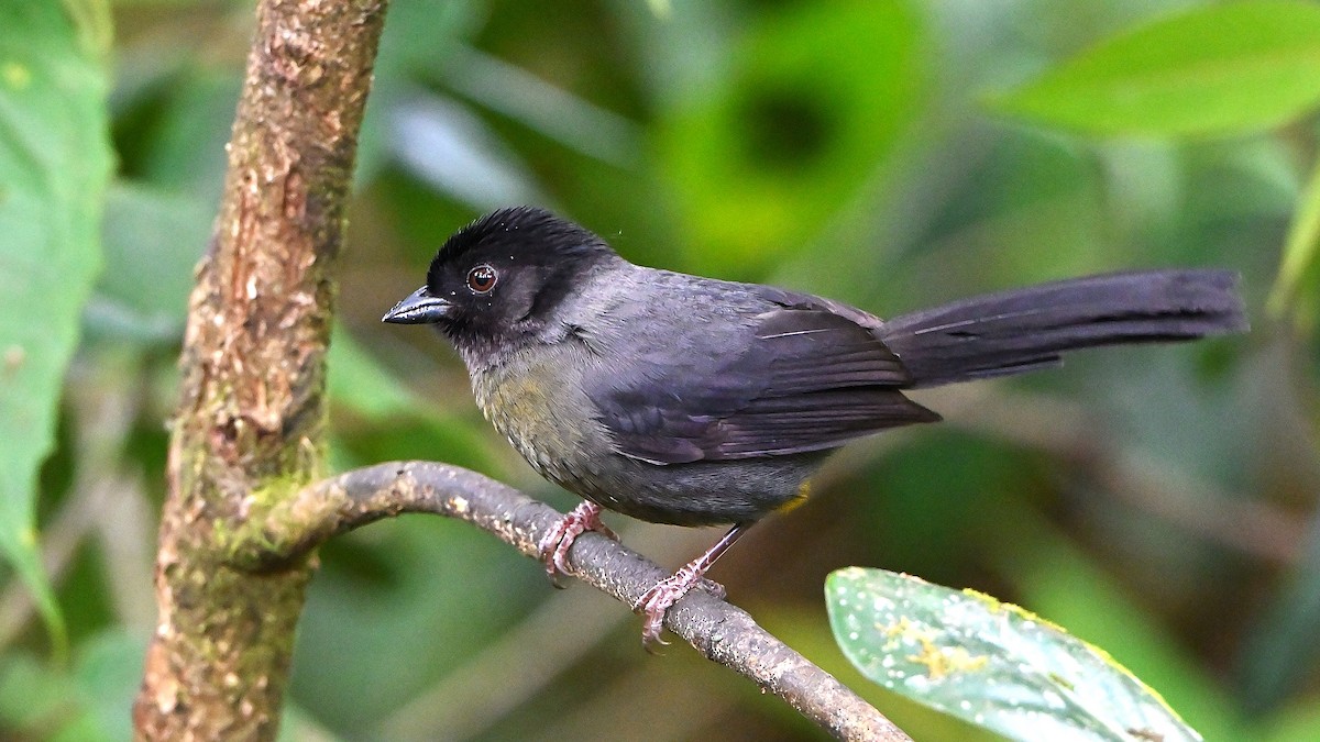 Yellow-thighed Brushfinch - ML637773303
