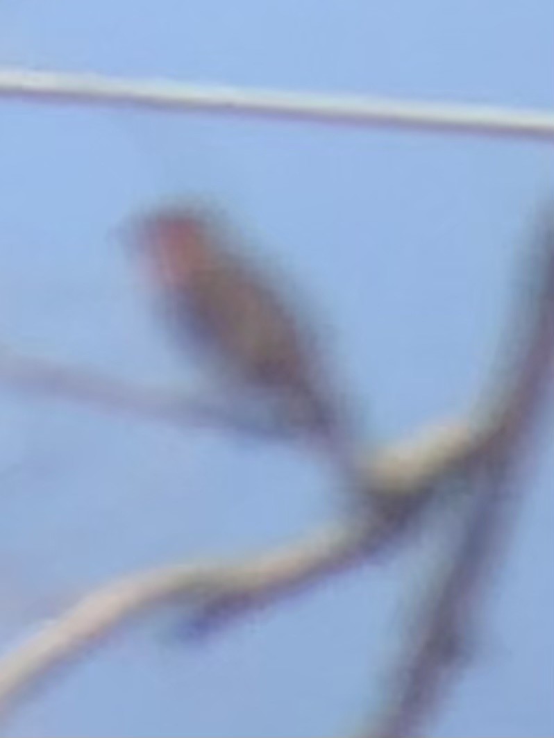 Hepatic Tanager - ML637773306
