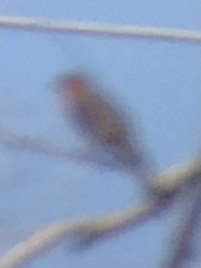 Hepatic Tanager - ML637773308