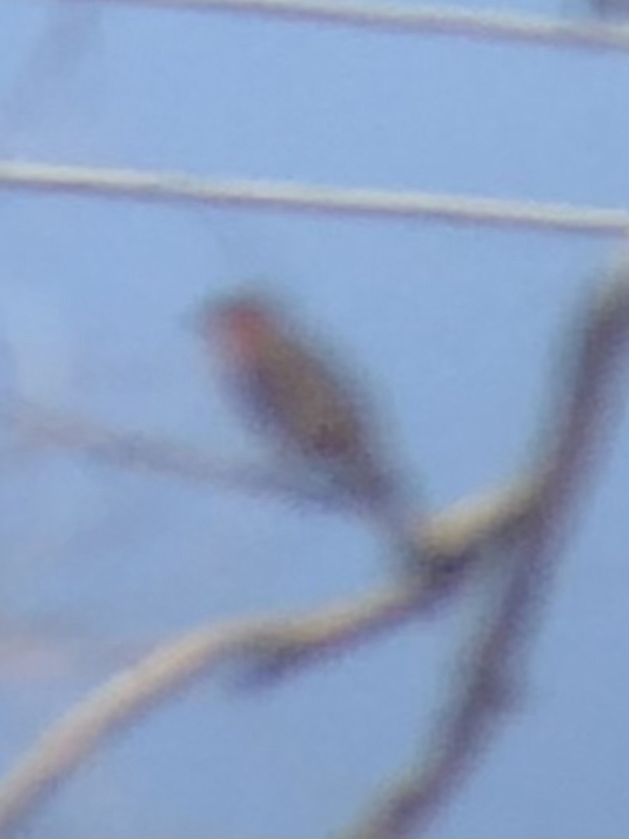 Hepatic Tanager - ML637773309