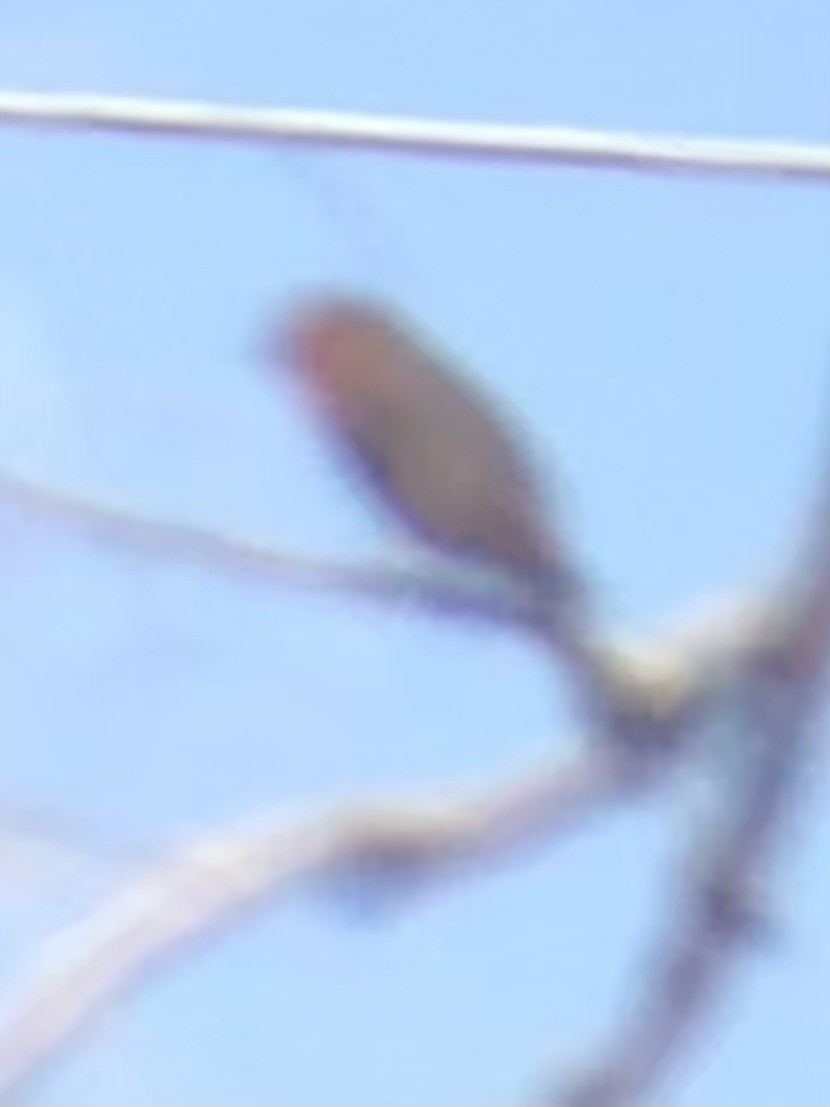Hepatic Tanager - ML637773319