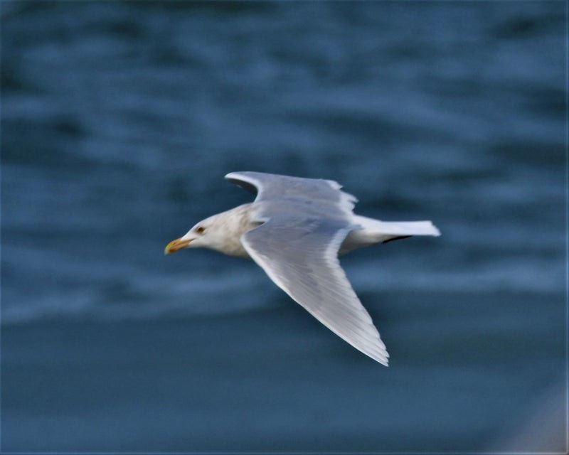 Glaucous Gull - ML637773378