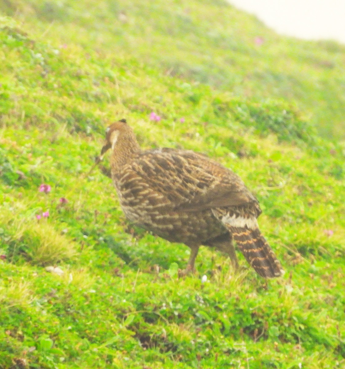 Himalayan Monal - ML637773519