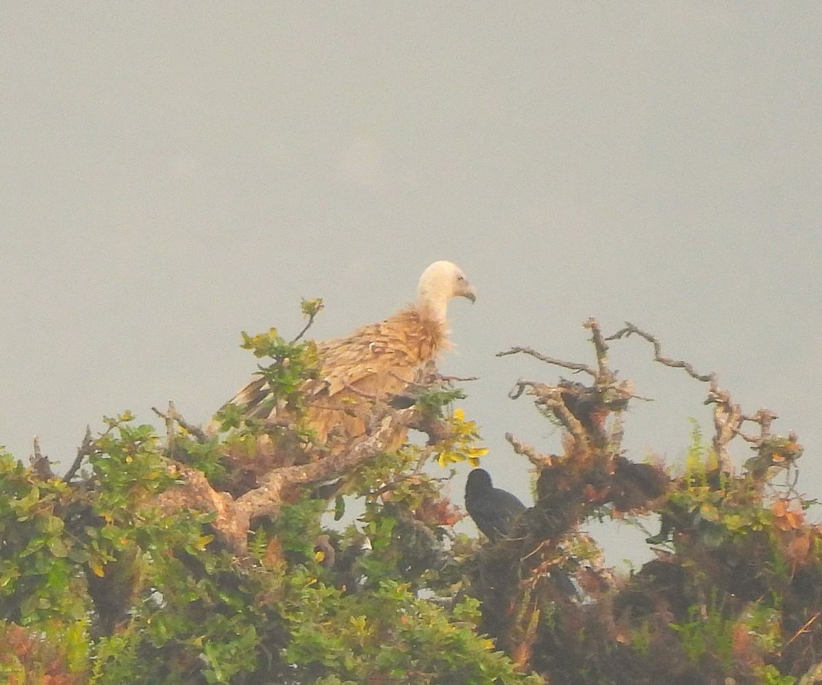 Himalayan Griffon - ML637773541