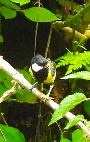 Green-backed Tit - ML637773552