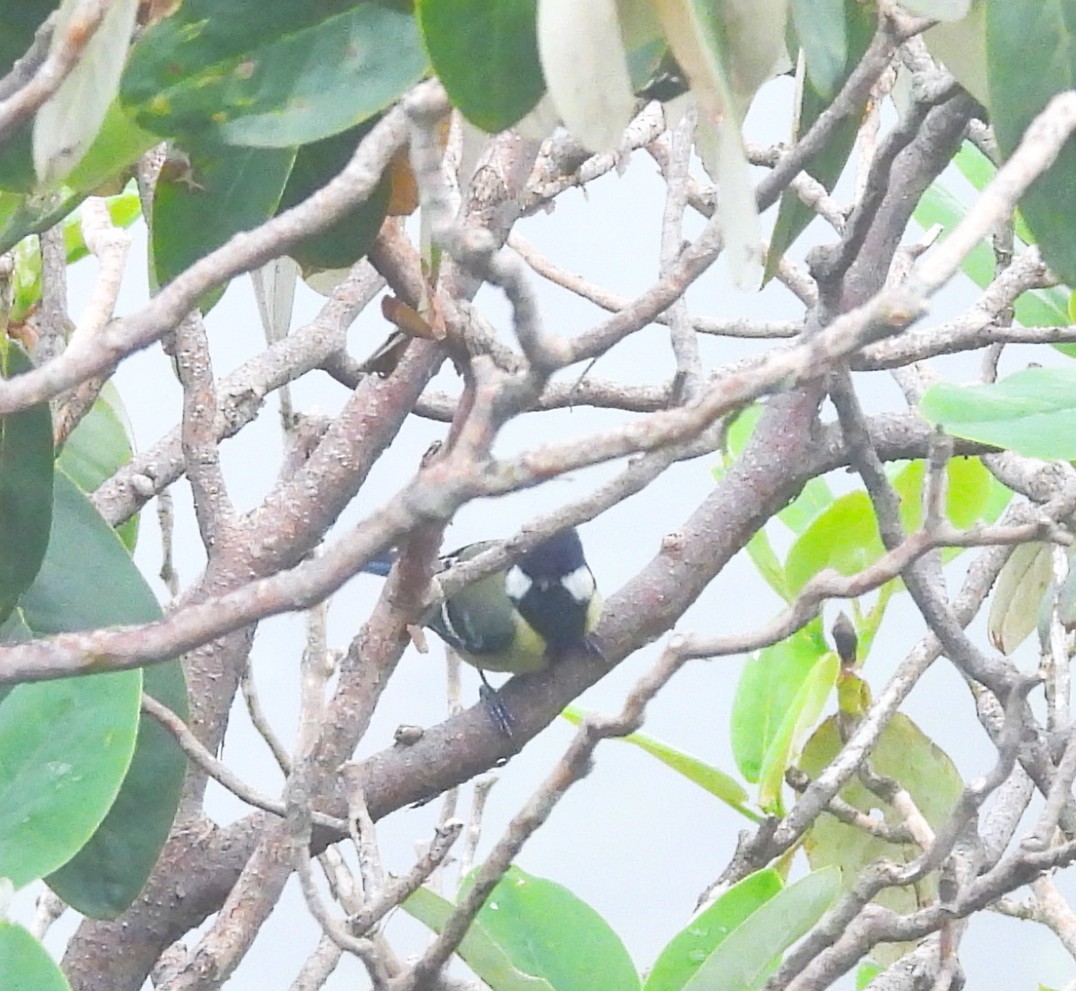 Green-backed Tit - ML637773553