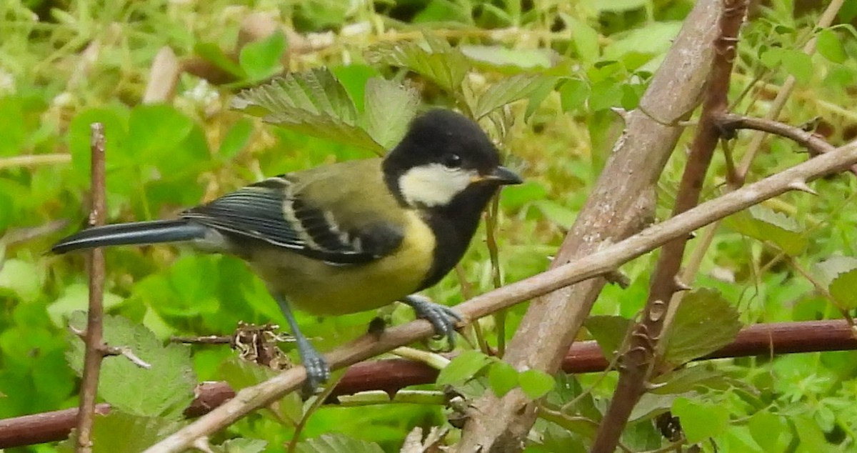 Green-backed Tit - ML637773554