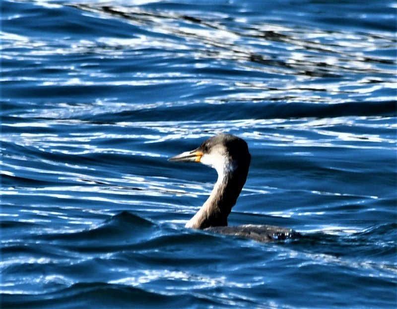Red-necked Grebe - ML637773561