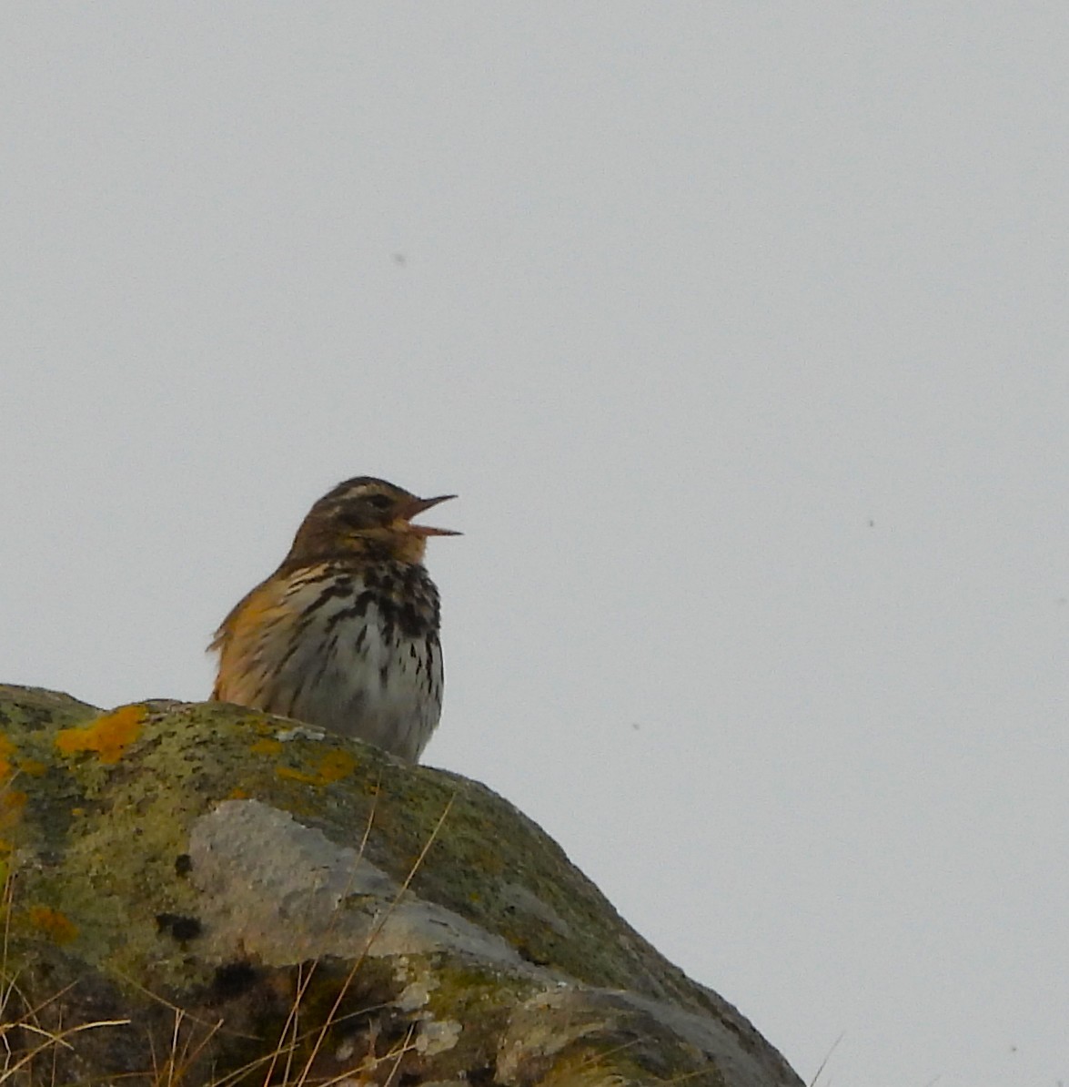 Olive-backed Pipit - ML637773563