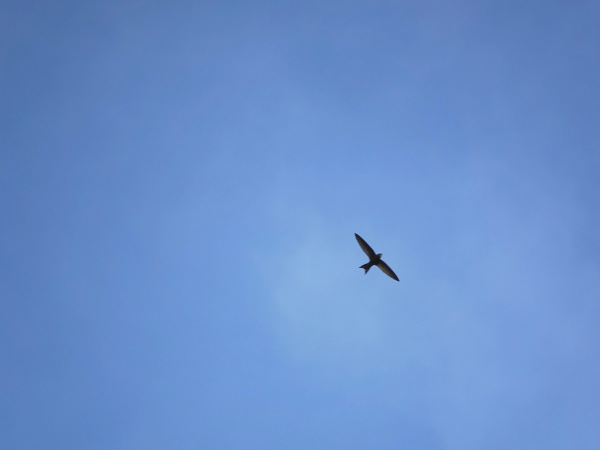 Pallid Swift - ML637773576