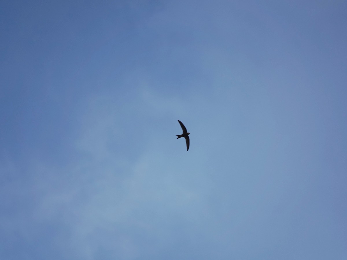 Pallid Swift - ML637773577