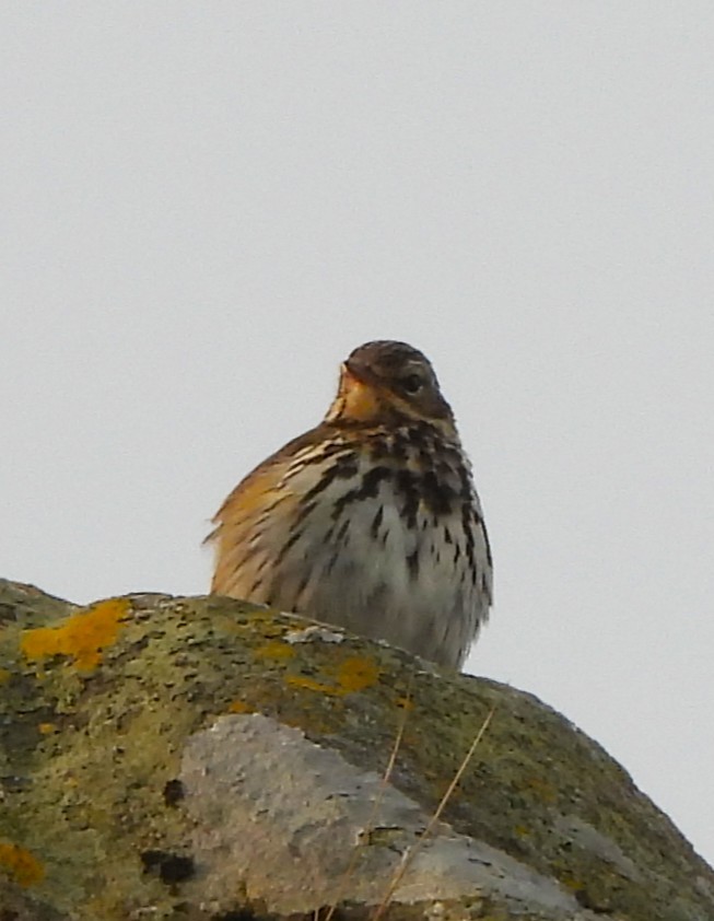 Olive-backed Pipit - ML637773579