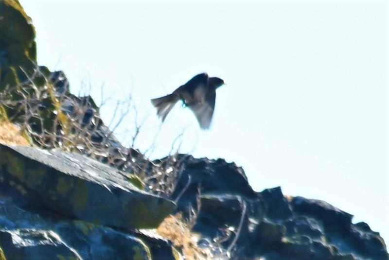 Asian Rosy-Finch - ML637773621