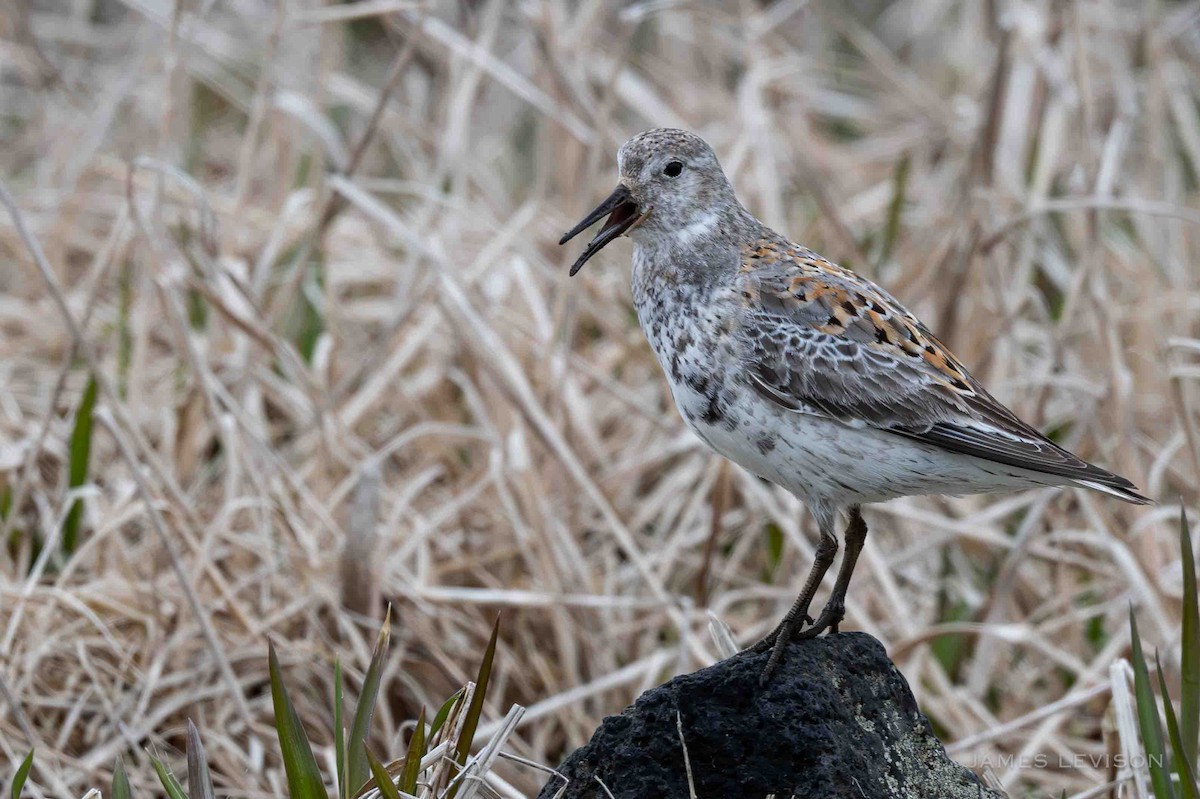 Rock Sandpiper - ML637773648