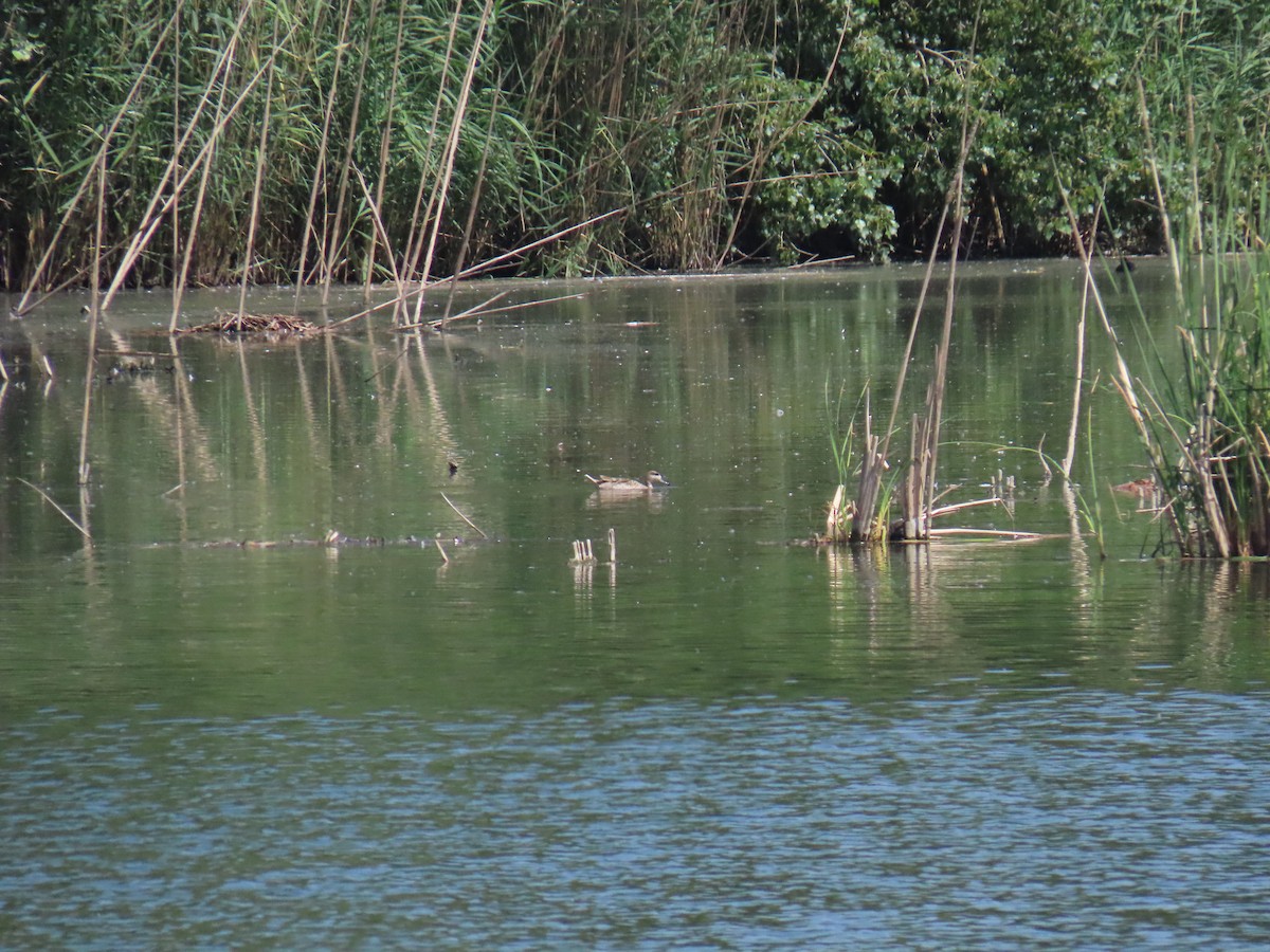 Marbled Duck - ML637773649