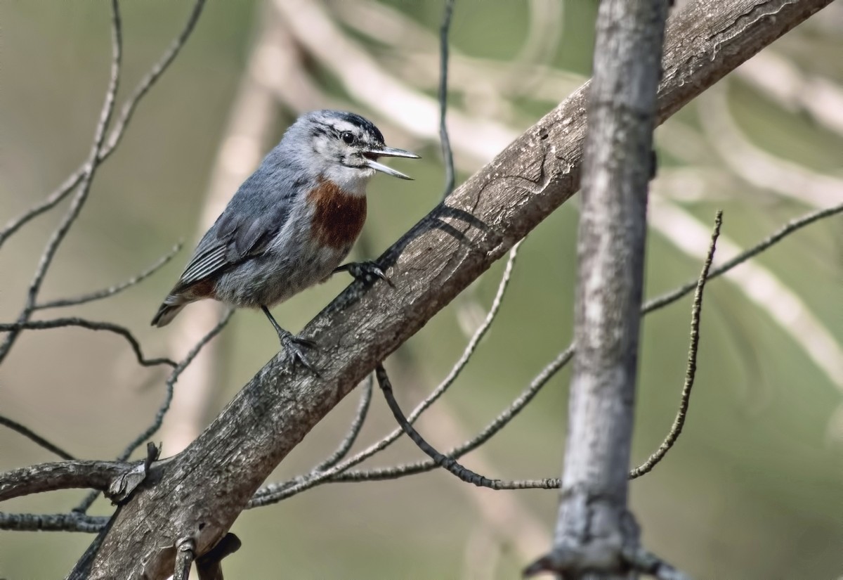 Krüper's Nuthatch - ML637773681