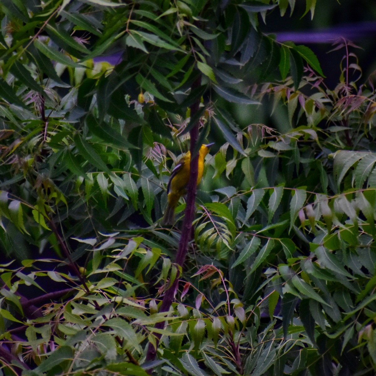 Common Iora - ML637773706
