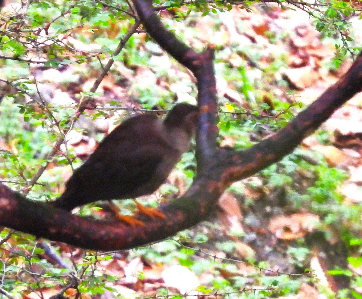 White-collared Blackbird - ML637773731