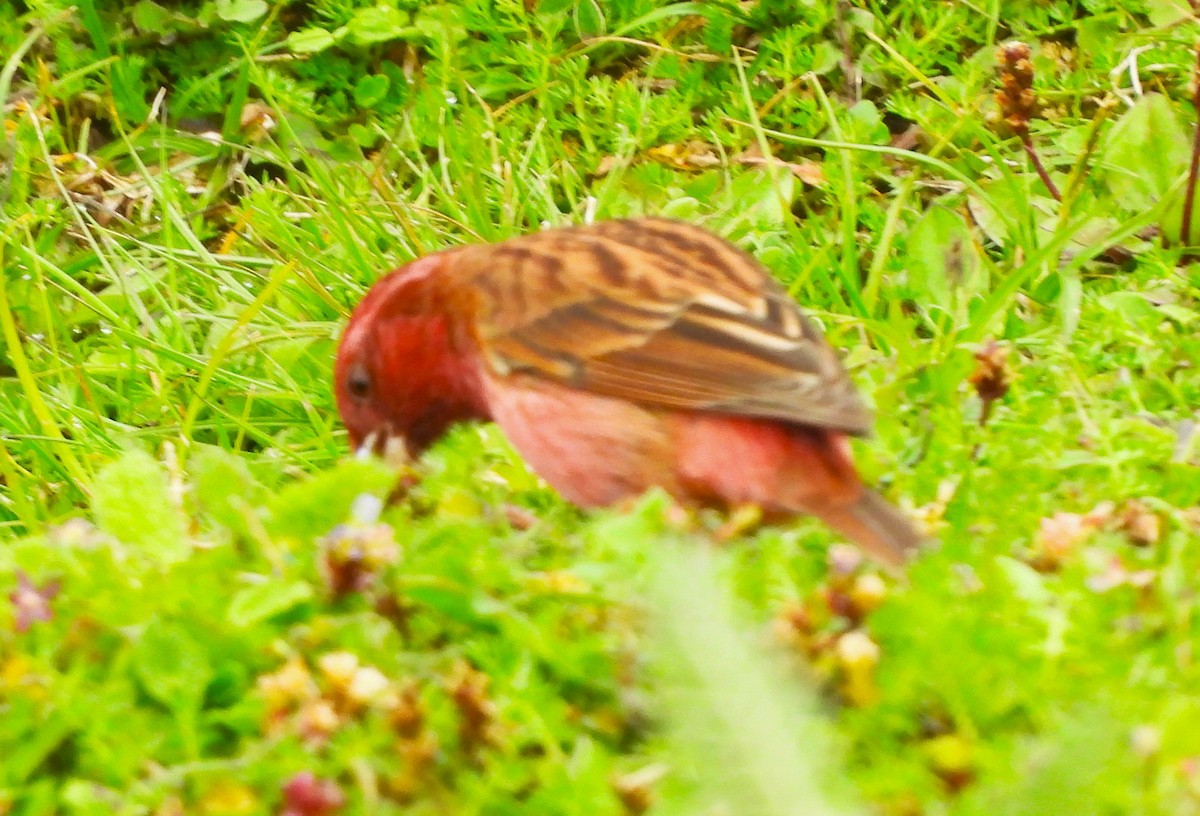 Pink-browed Rosefinch - ML637773749