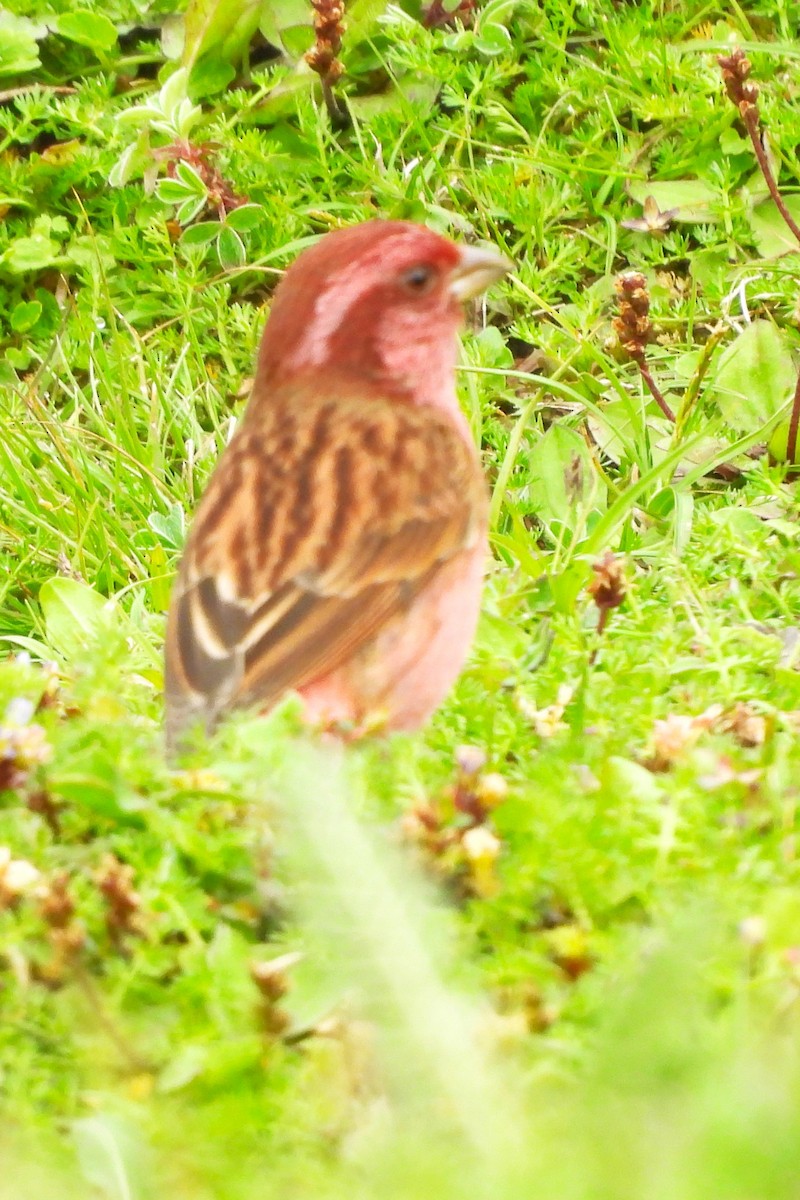 Pink-browed Rosefinch - ML637773750