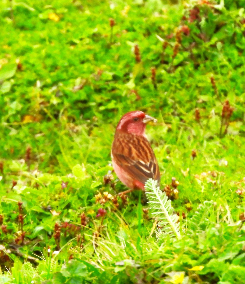 Pink-browed Rosefinch - ML637773751
