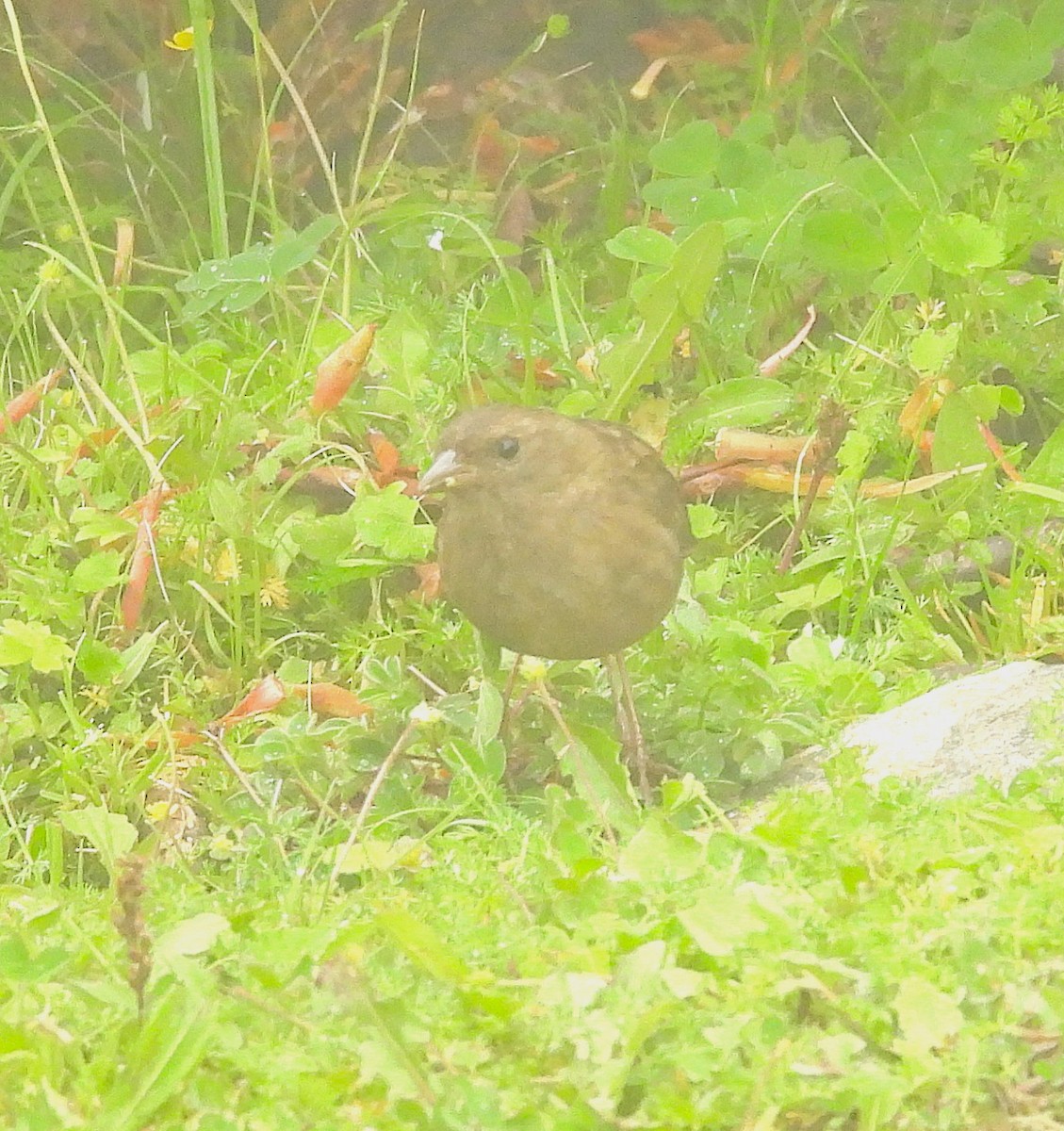 Dark-breasted Rosefinch - ML637773766