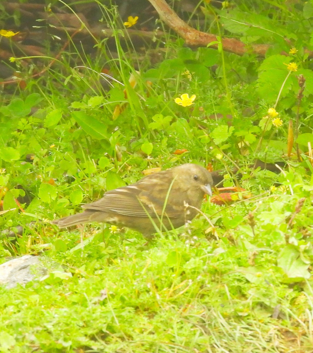 Dark-breasted Rosefinch - ML637773767