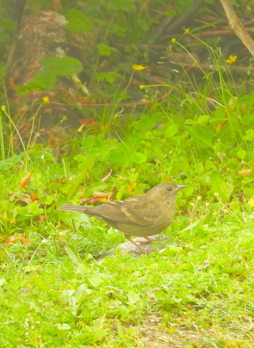 Dark-breasted Rosefinch - ML637773768