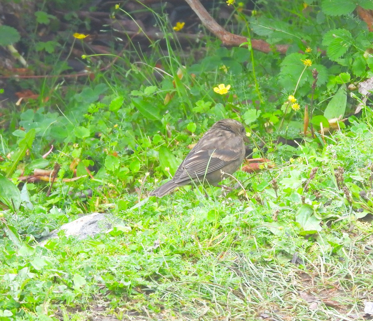 Dark-breasted Rosefinch - ML637773769