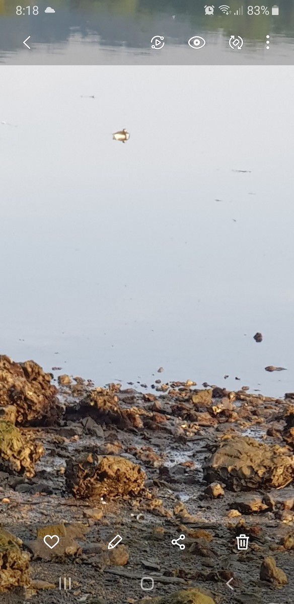 Long-tailed Duck - ML637773782