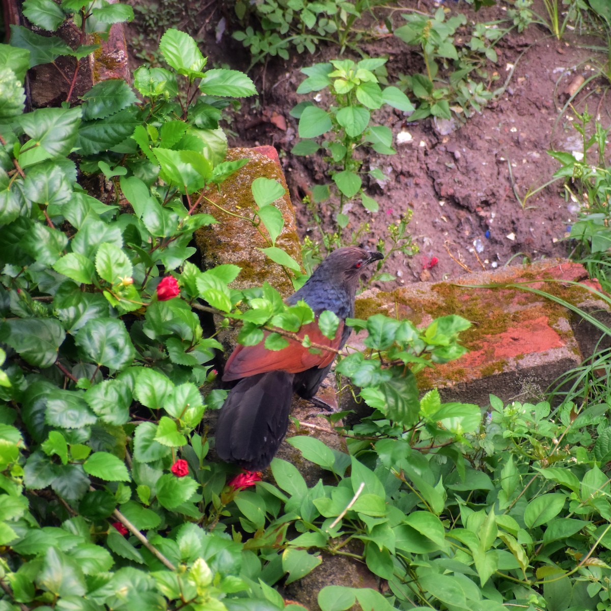 Greater Coucal - ML637773800