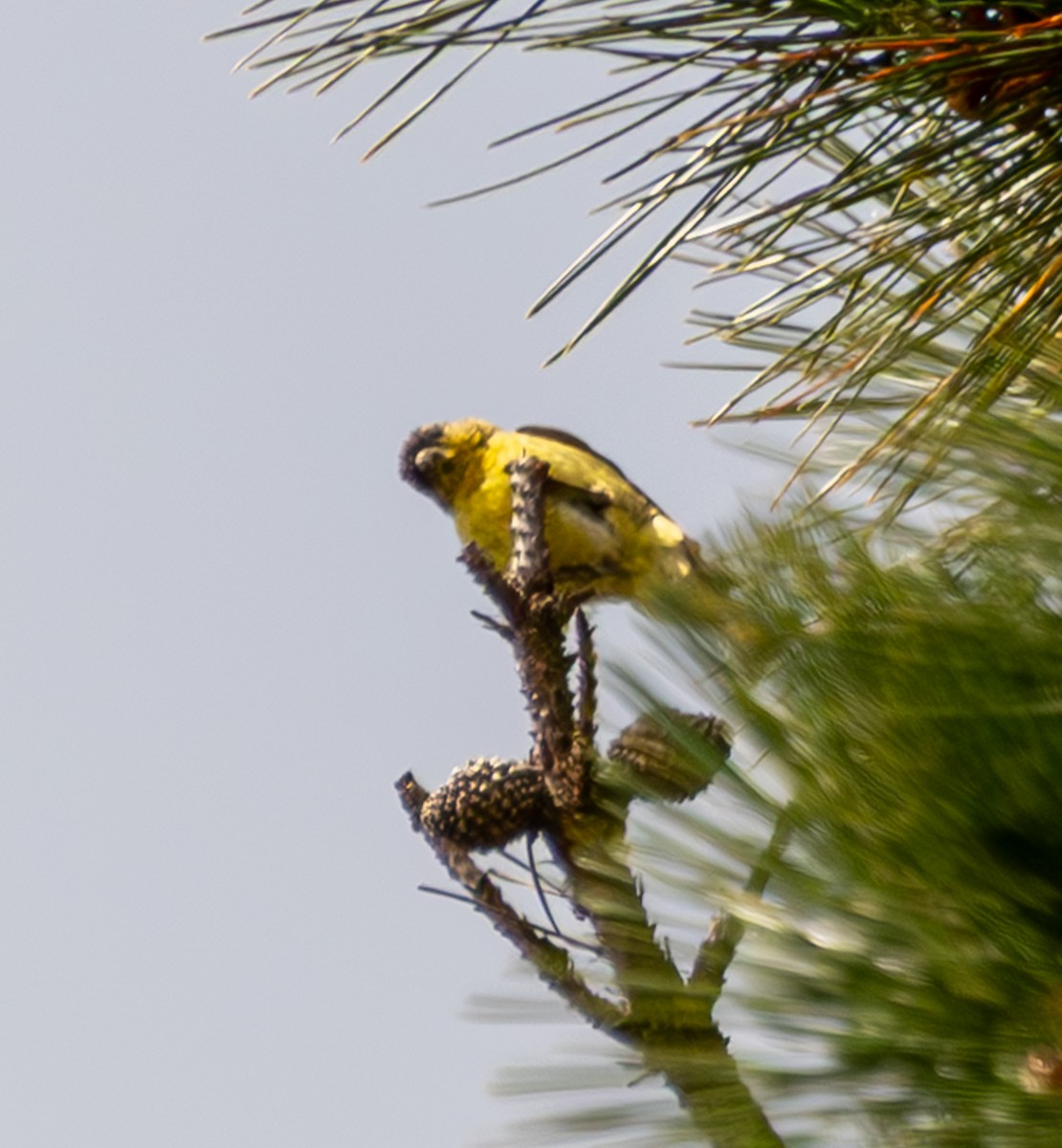 finch sp. - ML637773813
