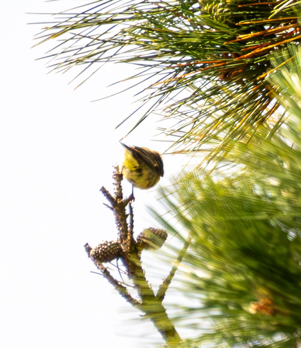 finch sp. - ML637773814